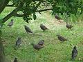 2013-0611-1255_Starlings_17,1C